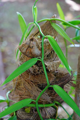 View of a green vanilla orchid plant growing in Moorea, French Polynesia