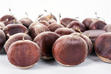Chestnut on a white background