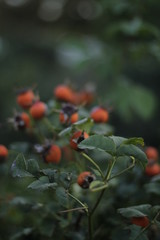 volksgarten vienna fall autumn tourist flowers botanic