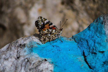 Close up on a beautiful butterfly resting on a rock