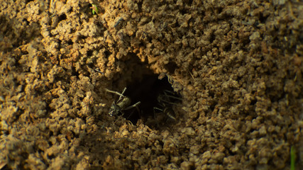 Big carpenter ants inside the nest, ant workers in colony off asia