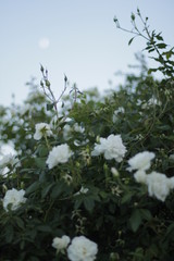 volksgarten vienna fall autumn tourist flowers botanic