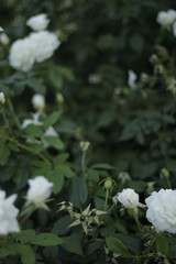 volksgarten vienna fall autumn tourist flowers botanic