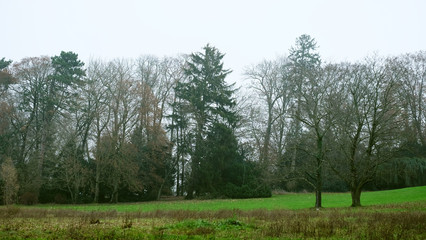 Pine tree as background