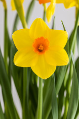 daffodils on green background