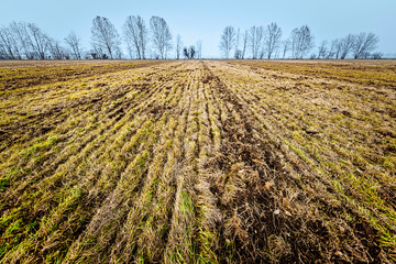 plowed agriculture field with trees