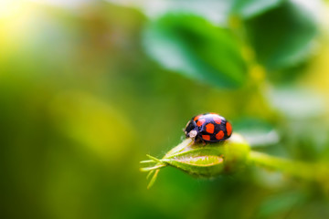 ladybug beetle sitting on a leaf