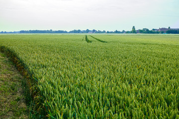 Fototapeta premium Bio farming, unripe green wheat plants growing on field