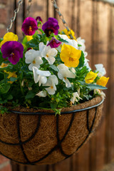 Garden decoration, colorful pansies flowers in a coconut hanging pot close up