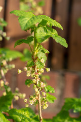 Spring blossom of black currant berry plant is garden