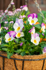 Garden decoration, colorful pink forget-me-nots and pansies flowers in a coconut hanging pot close up