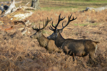 Beautiful red deer stag Cervus Elaphus with majestic antelrs in Autumn Fall froest landscape