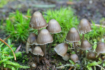 Mycena stipata, known as  clustered pine bonnet,.wild mushroom from Finland