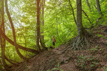A boy traveler with a trekking poles walks along a trail in a dense green forest in the sunset light