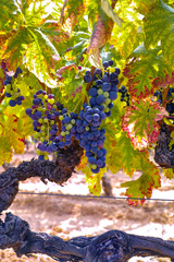 French red and rose wine grapes plant, growing on ochre mineral soil, new harvest of wine grape in France, Vaucluse Luberon AOP domain or chateau vineyard close up