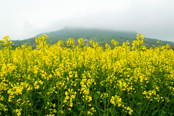 Oilseed rape field