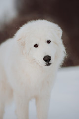 portrait of dog in winter park. the Maremma . Forest on background