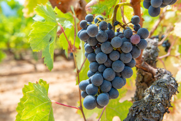French red and rose wine grapes plant, growing on ochre mineral soil, new harvest of wine grape in France, Vaucluse Luberon AOP domain or chateau vineyard close up