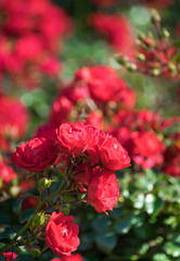 Red rose flower on a blur background flower.