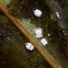 The final larval instars or pupae of whitefly, Aleurochiton aceris, preparing to winter in their...