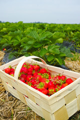 New harvest of sweet fresh outdoor red strawberry, growing outside in soil, ripe tasty strawberries in basket