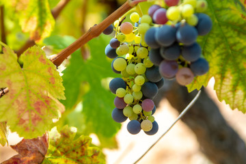 French red and rose wine grapes plant, growing on ochre mineral soil, new harvest of wine grape in France, Vaucluse Luberon AOP domain or chateau vineyard close up