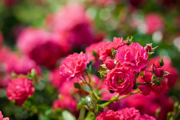 Rose flower on a green blur background.