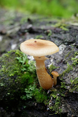 Honey mushroom, Armillaria gallica, a wild edible mushroom from Finland