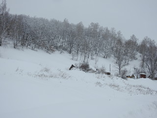 The winter forest on the hill