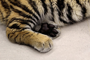 tiger's strong paws lie on the floor