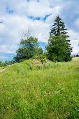 landscape forest in trentino with dolomiti mountain