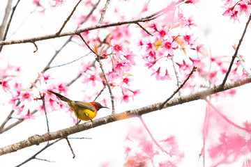 Fototapeta premium A colorful tiny Mrs.Gould's sunbird perch on Wild Himalayan Cherry branch