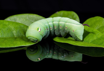 Bean hawk moth larva / beautiful green insect