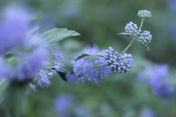 botanical garden vienna