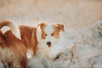 Young puppy red Border Collie stay In Snow During Sunset. winter forest on background