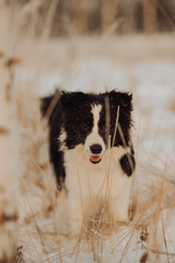 Young Female black and white Border Collie stay In Snow During Sunset. winter forest on background