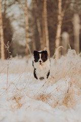 Young Female black and white Border Collie running In Snow During Sunset. winter forest on background