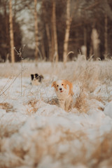 Young Female black and white Border Collie and red dog puppy stay In Snow During Sunset. winter forest on background