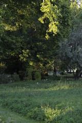 Fototapeta na wymiar botanical garden vienna