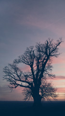300 years Fraxinus, ash tree at colorful sunset sky background