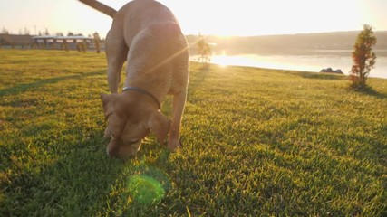 A cute dog bringing a ball to the camera at sunny day
