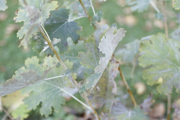 botanical garden vienna