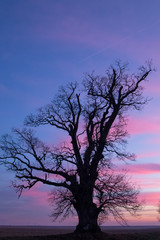 300 years Fraxinus, ash tree at colorful sunset sky background