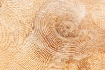 Jahresringe eines dicken Baumstamms mit leicht rissiger Holzstruktur in Nahaufnahme