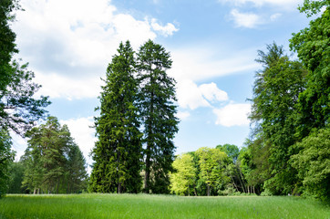 Spring landscape, trees, meadow with flowering herbs
