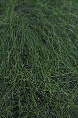 botanical garden vienna