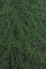 botanical garden vienna