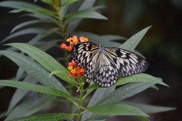Schmetterling auf Pflanze - Blüte / Edelfalter / Die Edelfalter sind eine Familie der Ordnung der Schmetterlinge/ Tagpfauenauge
