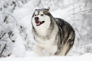 snow dog in cold winter