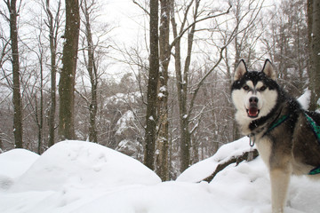 Adult Husky travels in the winter forest. Dog games Snow and winter